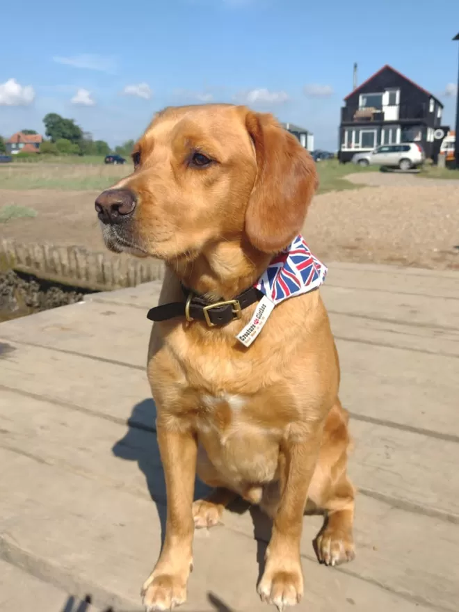 Union Jack Bandana on Labrador 