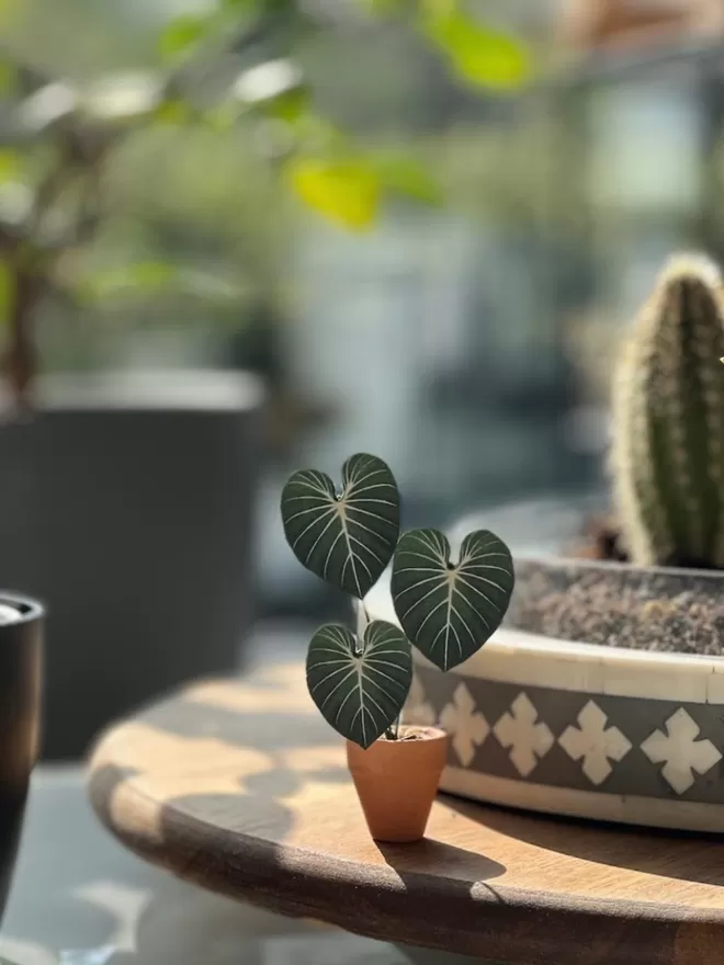 A miniature replica Philodendron Gloriosum paper plant ornament in a terracotta pot sat on a table with a cactus and other succulent plants in the background