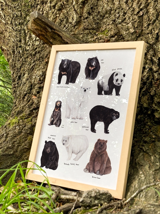 a print featuring illustrations of different bear species from around the world