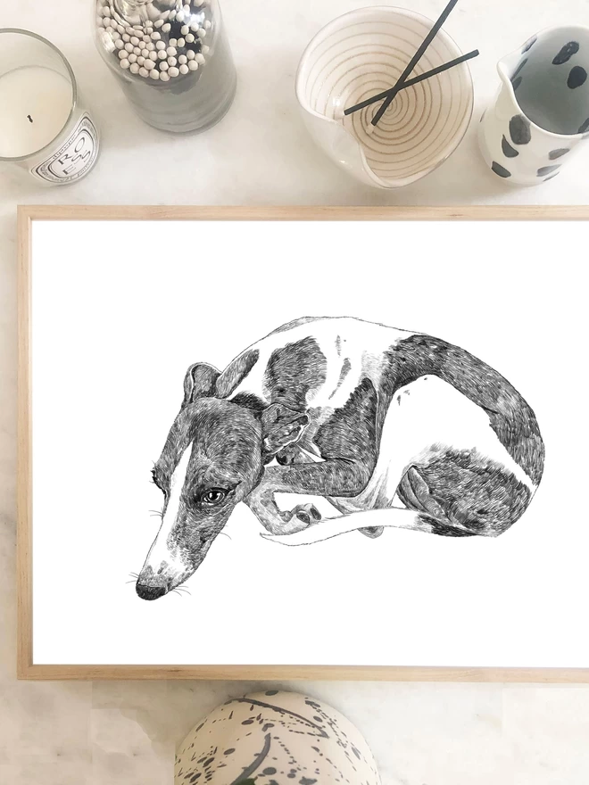 Art print of a hand drawn portrait of a curled up whippet displayed in a frame 