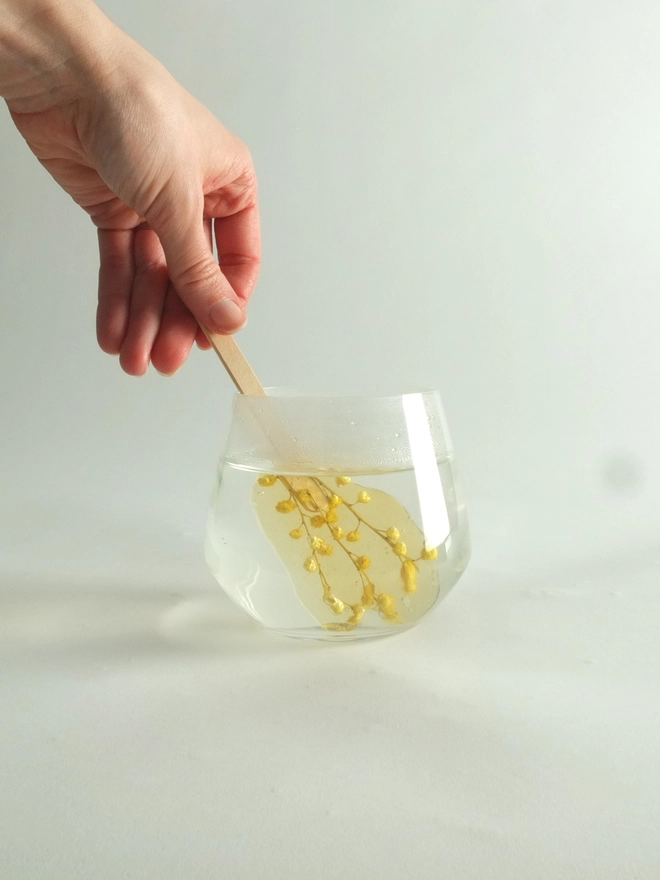 Fleurs-d-hiver-mimosa-infusion