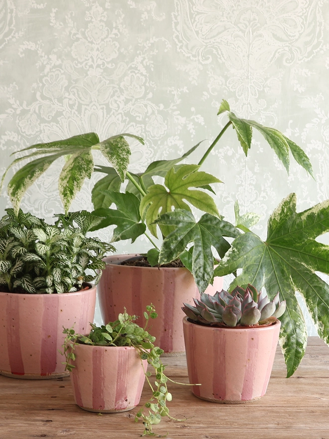 Set of 4 Handmade Ceramic Stoneware Plant Pots filled with a variety of plants sat on a wooden surface in front of a pale blue and white patterned wallpaper. The planters are shown in 4 sizes - mini, small, medium and large – and feature a pink stripe design. 