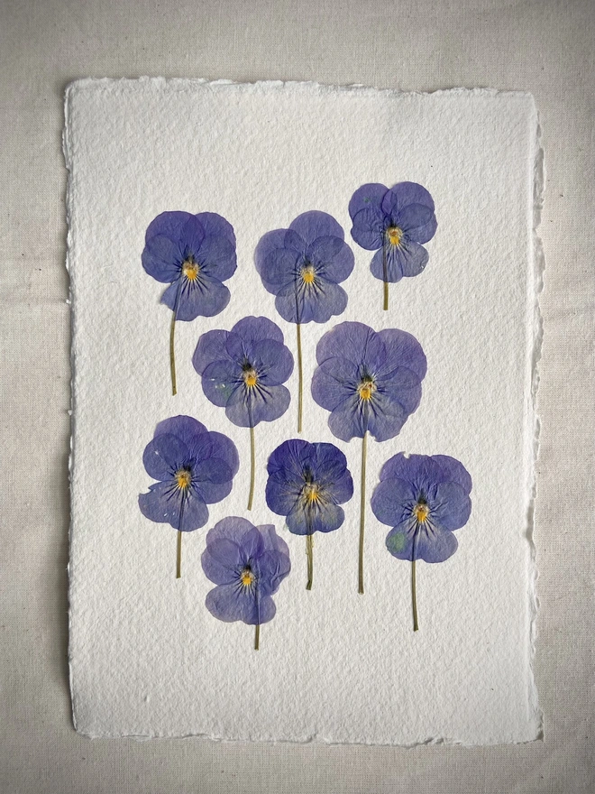 Pressed pansy flowers placed onto cotton rag paper in blue colours on cotton rag paper