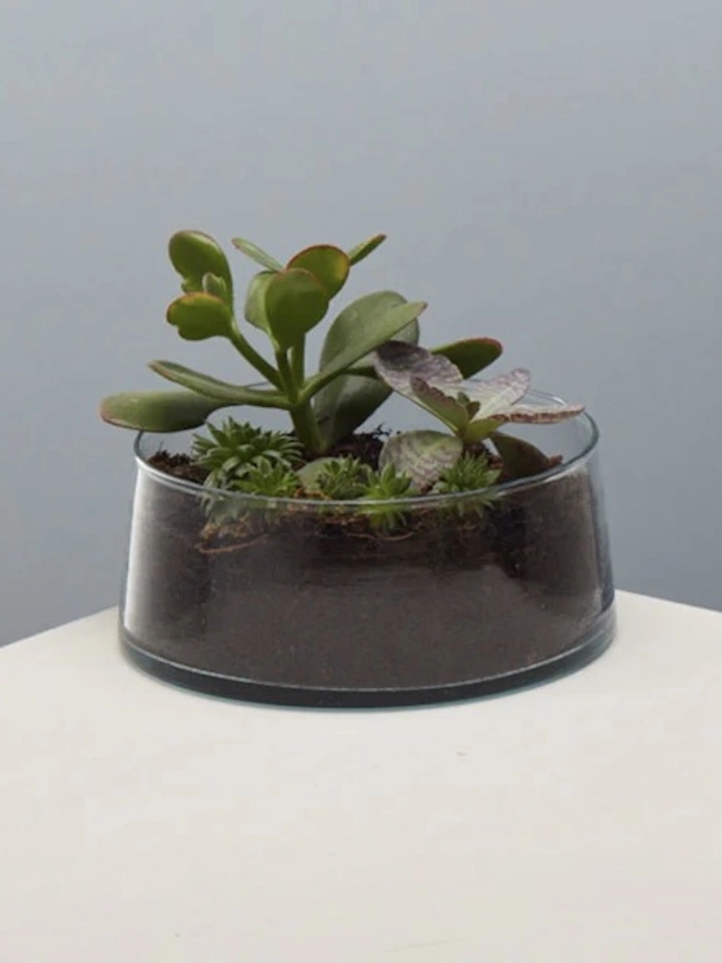 Low Glass Dish, a small glass dish sitting on a white counter top against a baby blue backdrop. It is filled by a plant. 