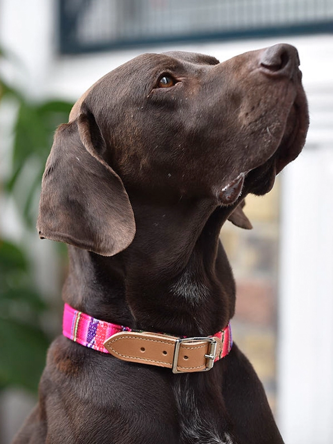 inca pink dog collar Hiro + Wolf