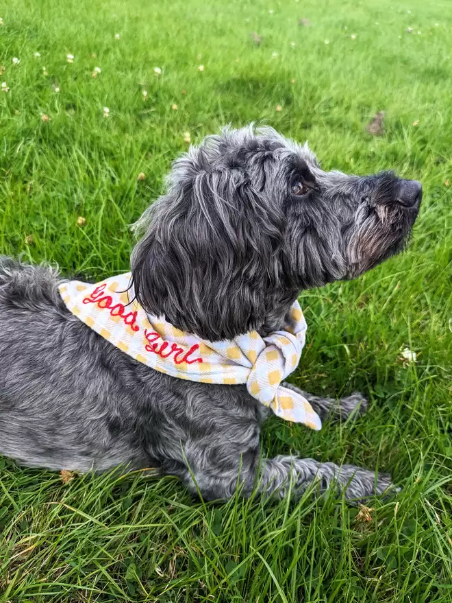 Yellow & White checkered dog bandana worn by a small black and grey Dog, personalised with red embroidery thread reading 'Good Girl' on a green grass background