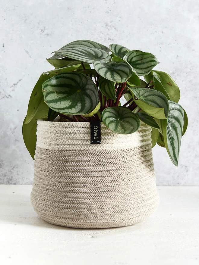 Large Natural Cotton Plant Pot