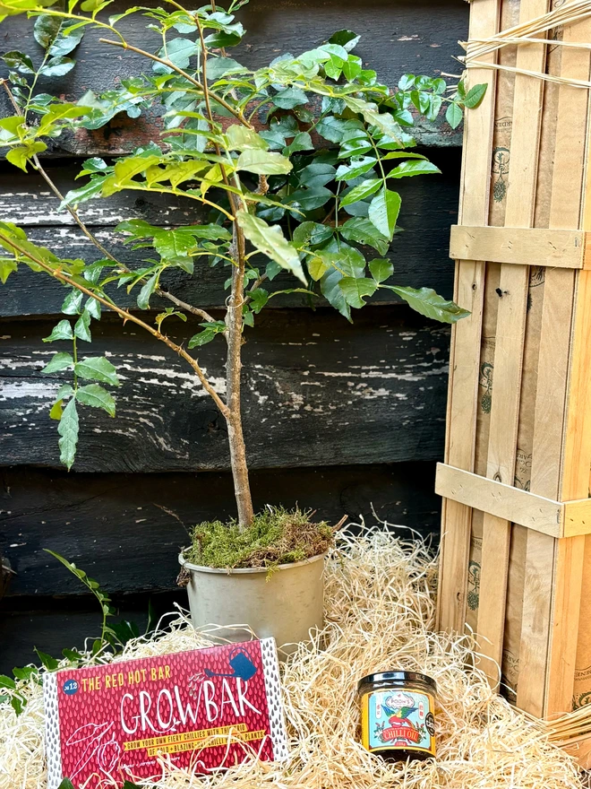 A Szechuan peppercorn plant, a red hot chilli Growbar and a jar of Poon's Chilli oil in front out the Greedy gardener's wooden gift box. 