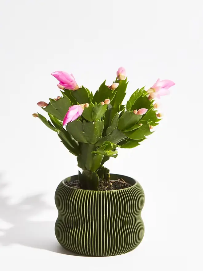 Sustainable 3D Printed Forest Green Plant Pot, bubble design, against a white background. 