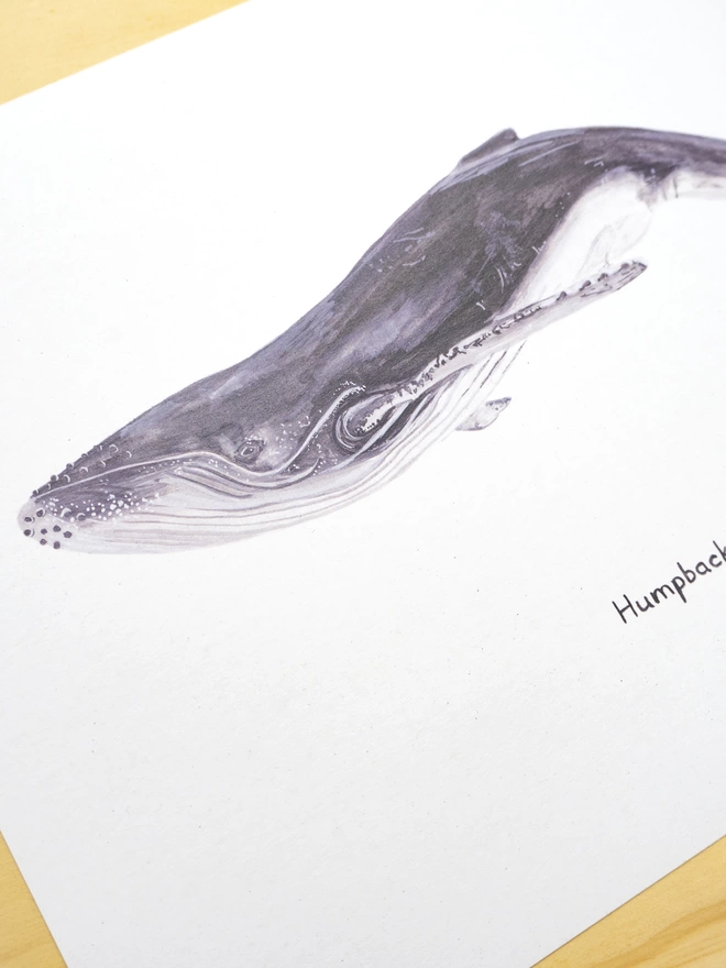 a print featuring an illustration of a humpback whale