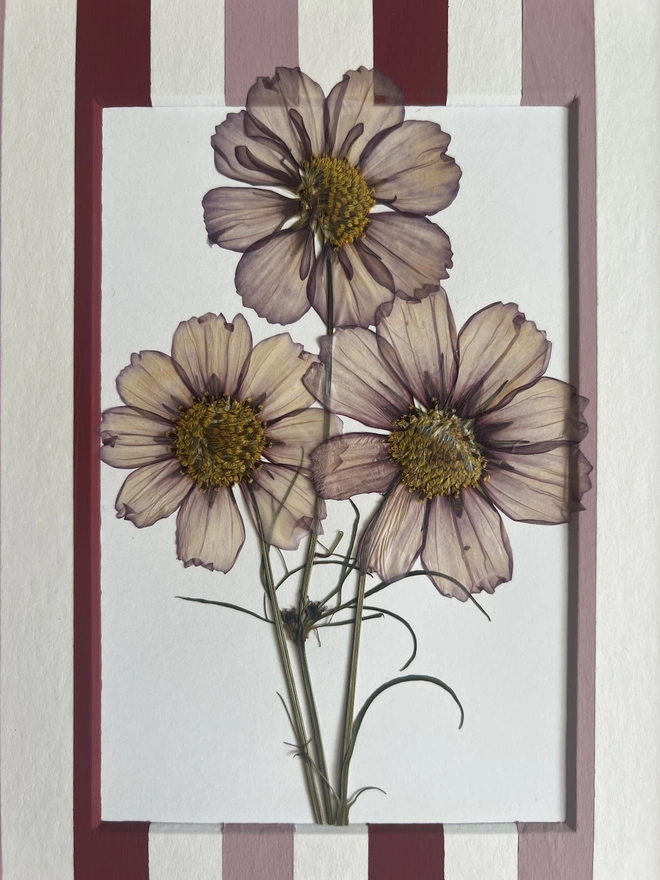 close up of pressed cosmos flowers