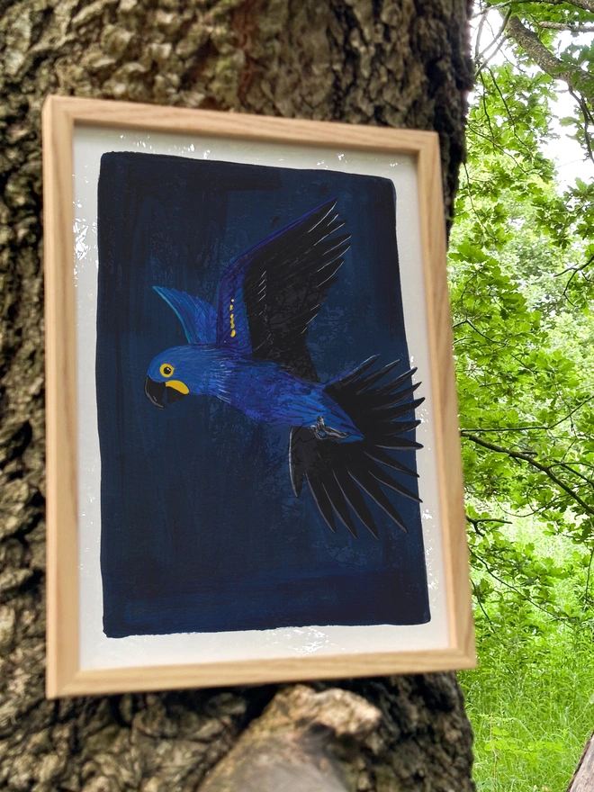 illustration of a hyacinth macaw on a deep blue background