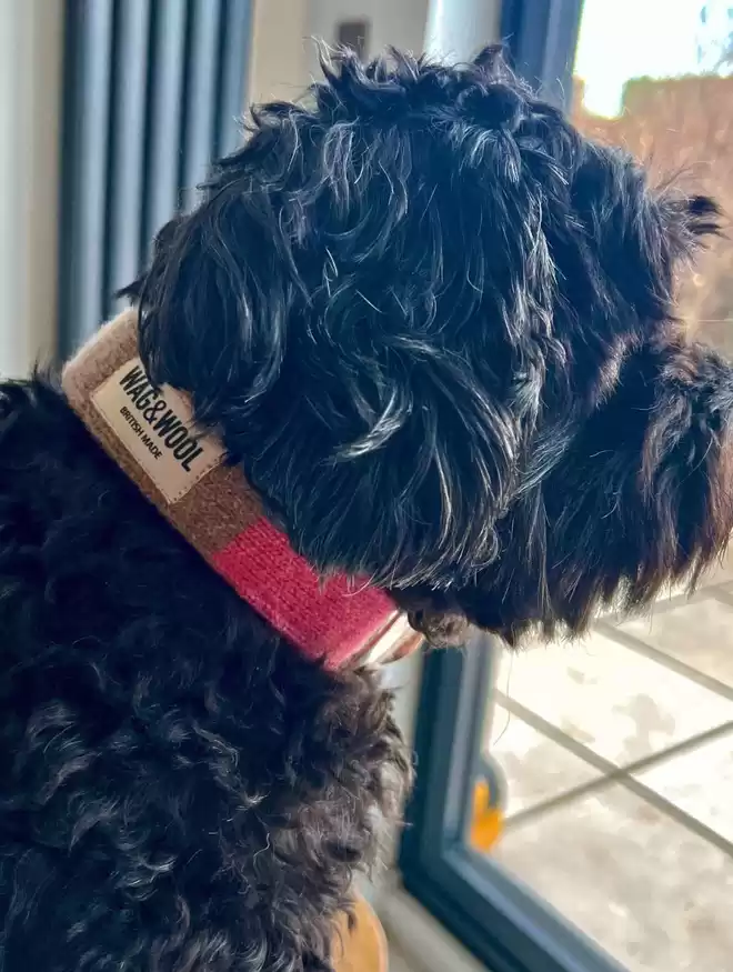 pink dog collar on a small black dog 