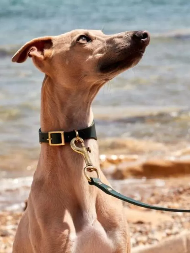 Skinny Leather Dog Lead - Green