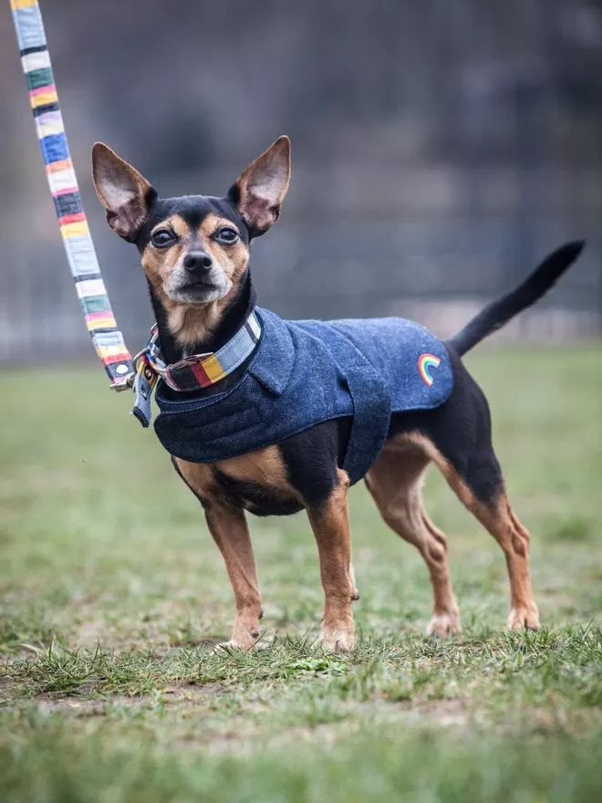 Denim Dog Coat With Rainbow Patch On Jack Chi