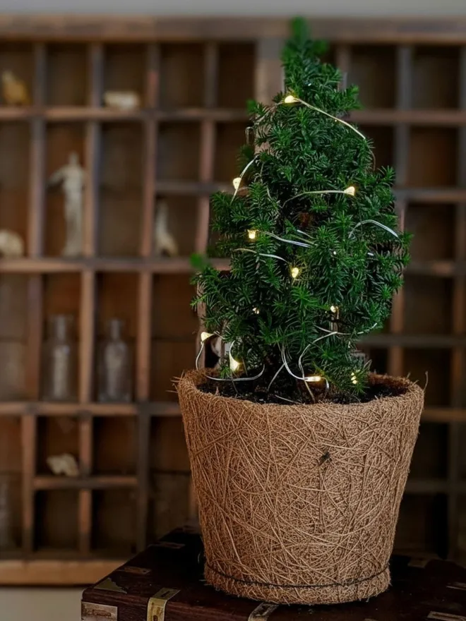 mini Christmas tree in mossed coir pot with little lights on 