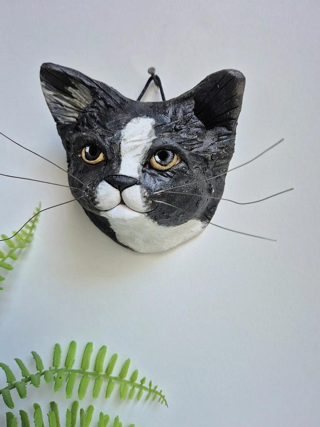 Black and White cat yellow eyes