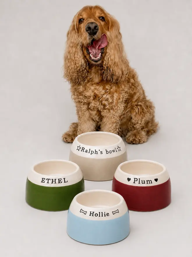 Golden Cocker Spaniel sitting behind four personalised ceramic spaniel bowls in Oat, Moss, Mulberry and Soft Skies