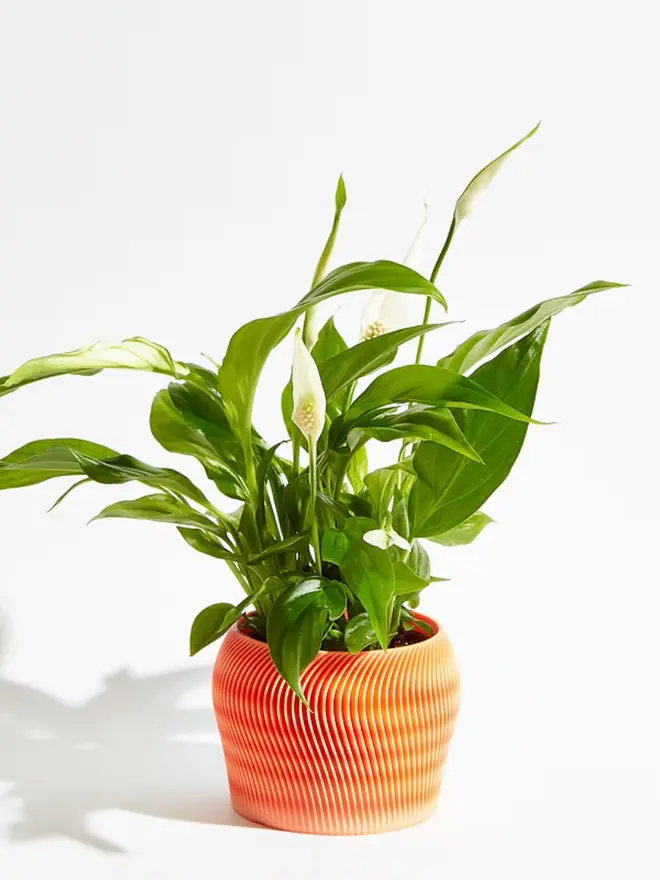 Sustainable 3D Printed Coral Orange Plant Pot, orbital design against a white background.