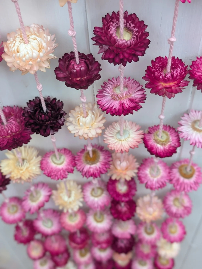 pretty pinks dried flower garland. pink dried flower garland hung against white wall.