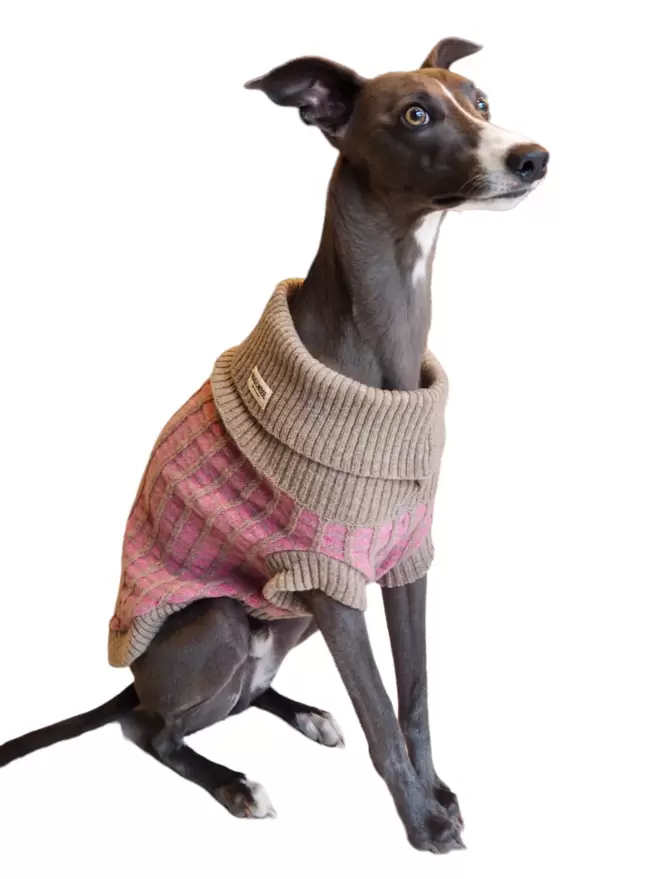 Whippet in pink dog jumper