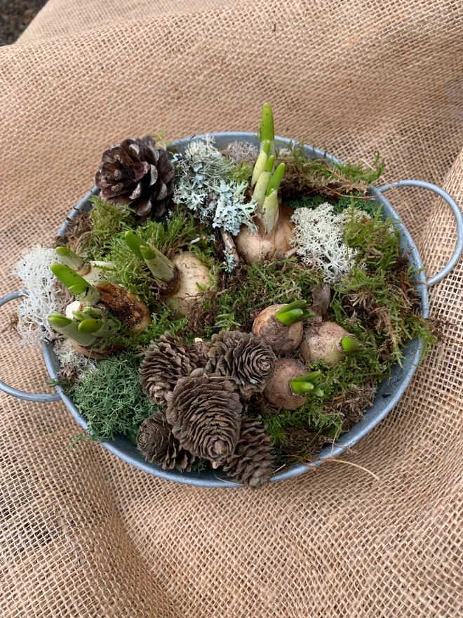 Zinc Planter with spring bulbs, moss and pine cones