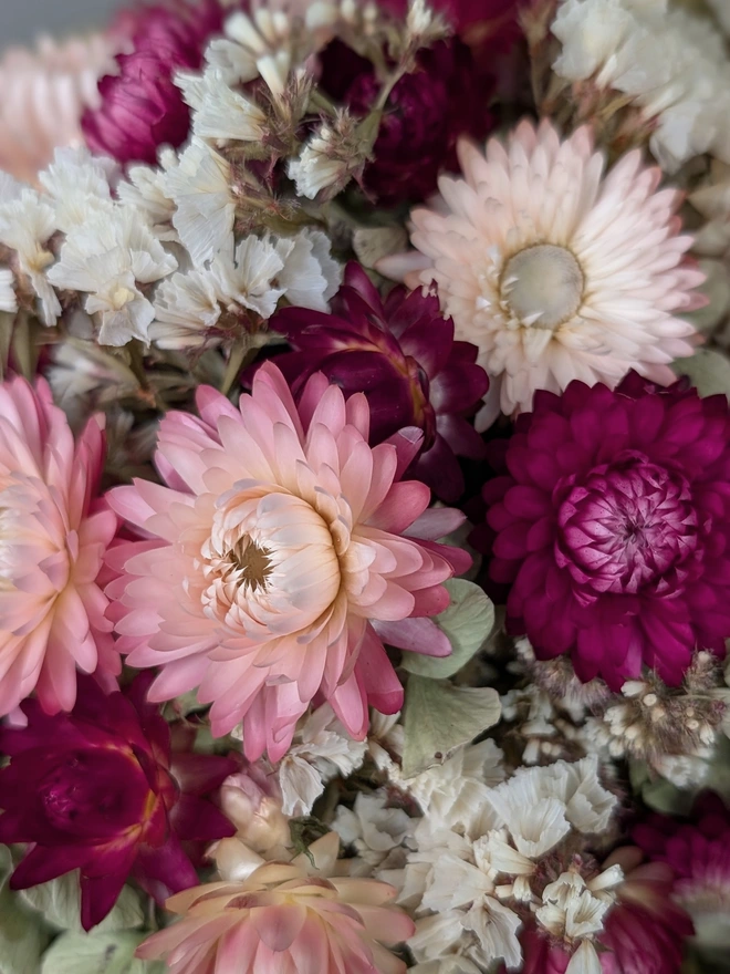 Closeup of pink flowers 