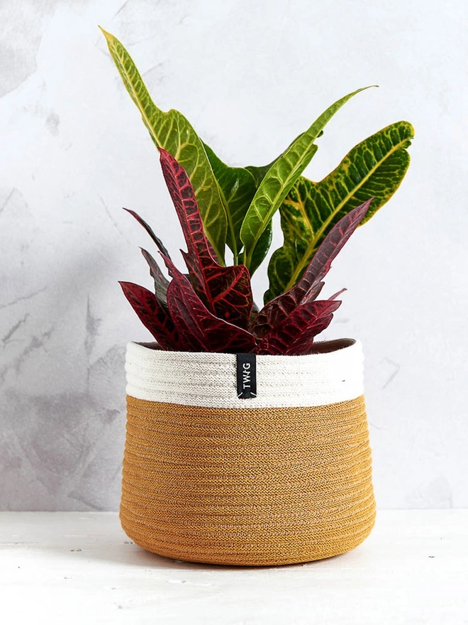 Large Natural Cotton Plant Pot