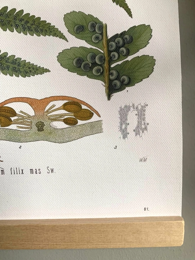 Detail of fern seed on botanical print