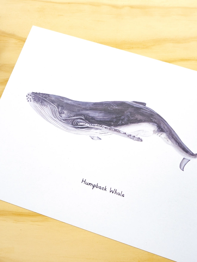 a print featuring an illustration of a humpback whale