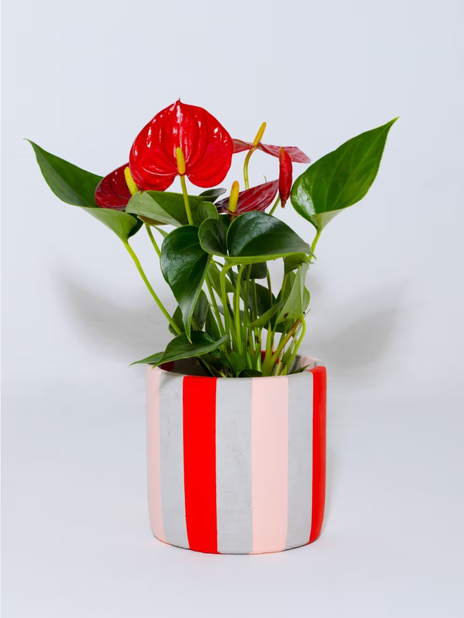 coloured stripes concrete plant pot. a grey plant pot with red and pink stripes.