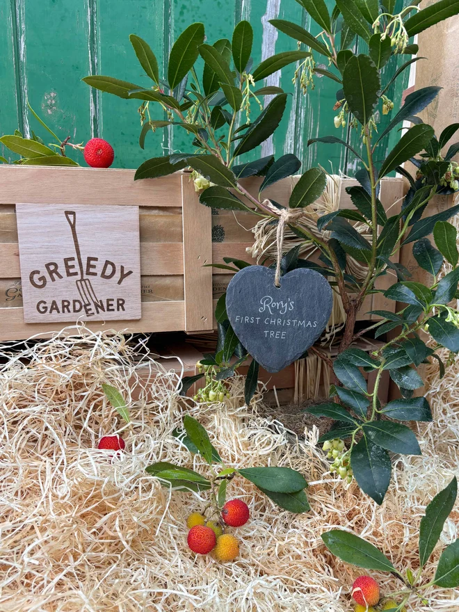 Greedy Gardeners Baby's first Christmas Crate includes an evergreen strawberry tree with a personalised heart slate in front of wooden gift crate.