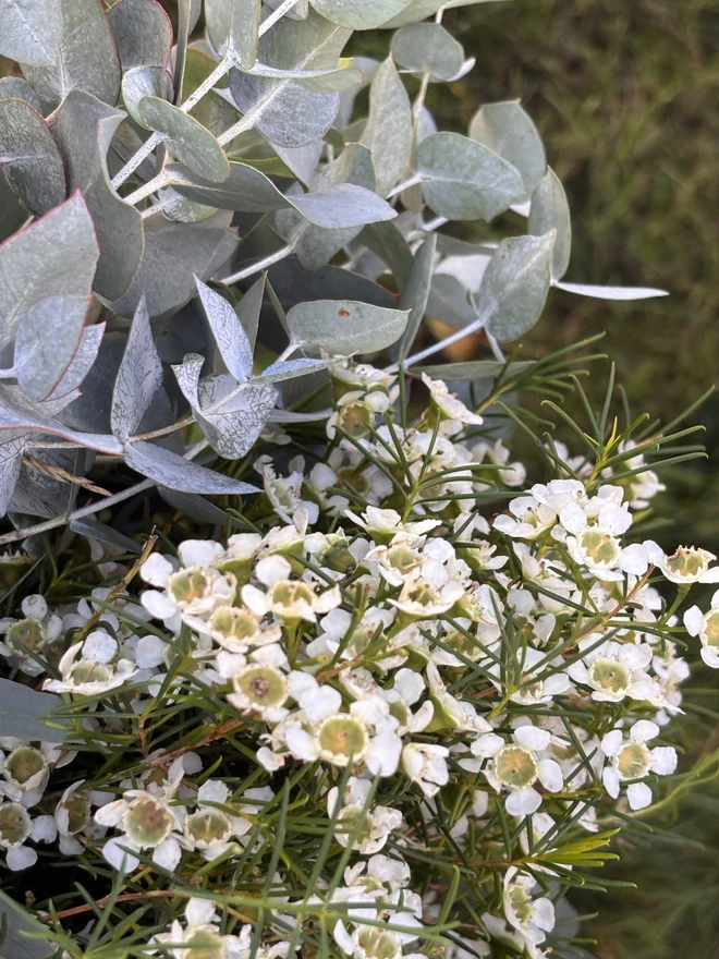 Fresh eucalyptus and wax flowers ready for bouquet making