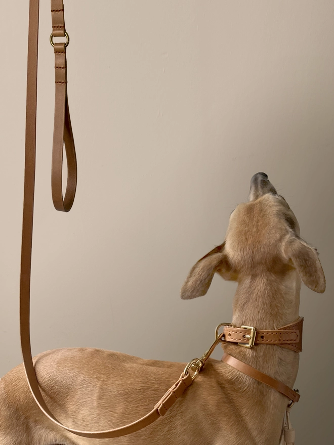 whippet model shot wearing caramel leather dog collar and dog lead