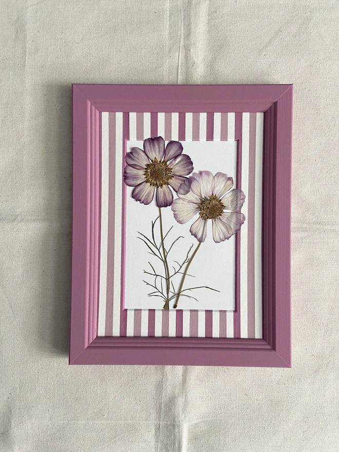 Pressed pink cosmos flowers in hand painted stripe mount and painted frame