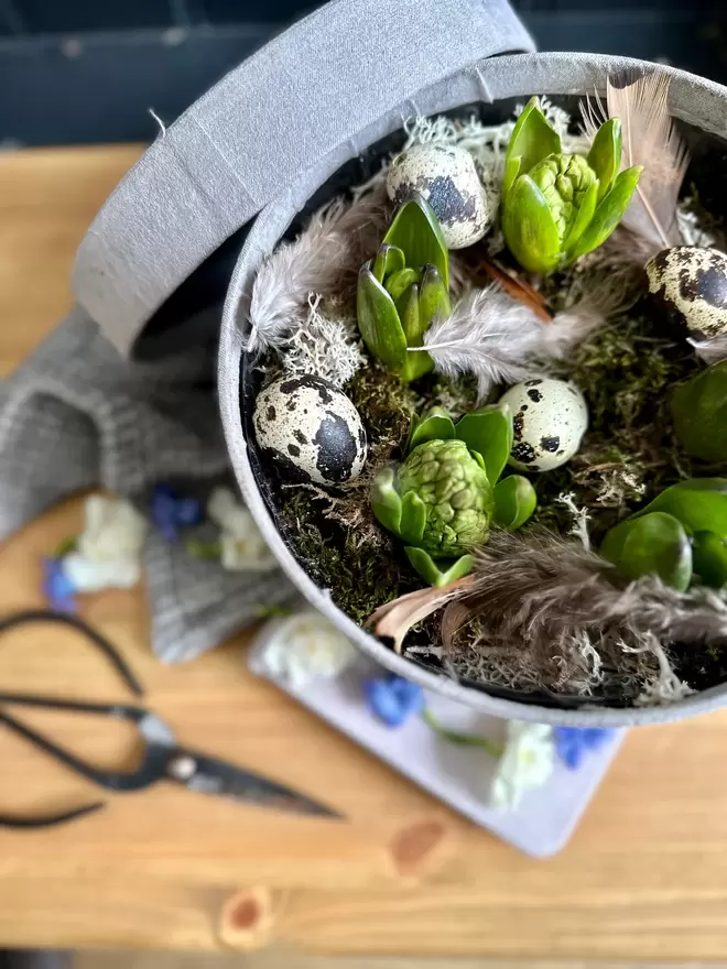 Grey velvet hat box filled with flowering hyacinths, quail feathers and quail eggs