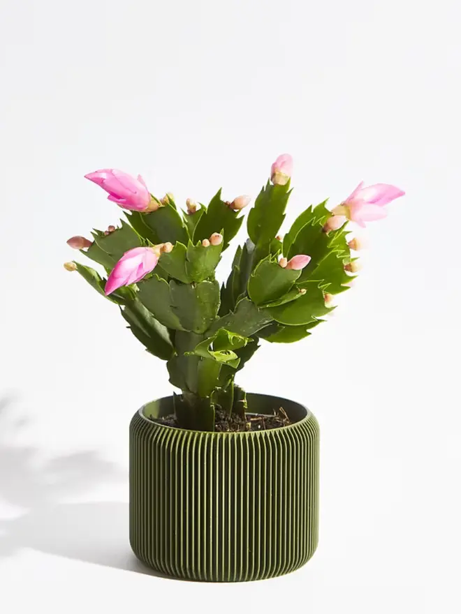 Sustainable 3D Printed Forest Green Plant Pot, turbin design against a white background.  