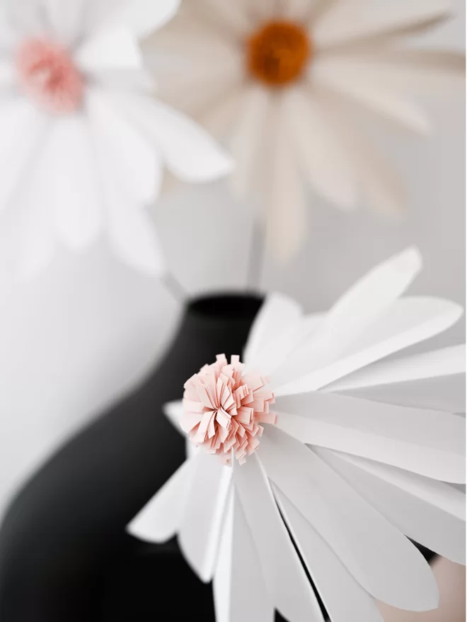 Close up of a giant paper daisy, with blush pink centre.