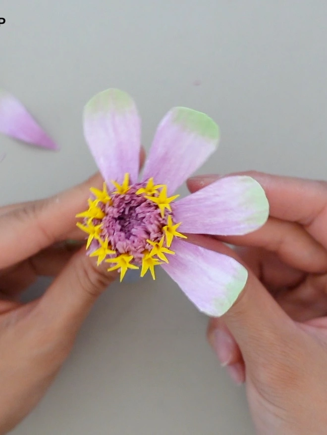 Making of Crepe Paper Zinnia in Queen Lime Blush