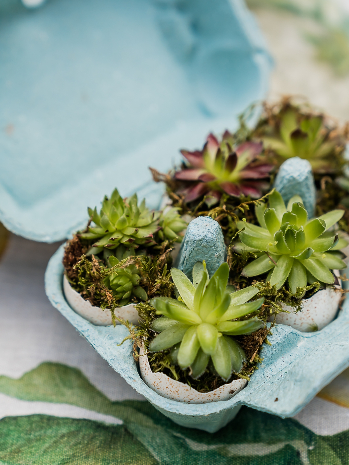 Succulent Easter egg box