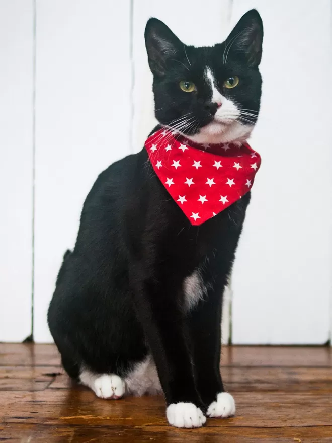 Pussidon the cat in star print bandana