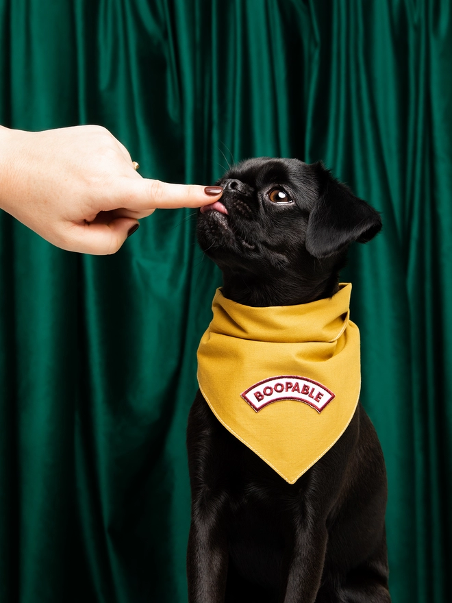 A dog is sitting against a velvet green curtain. She is wearing a yellow dog bandana with an iron-on patch on it that reads ‘Boopable’. The dog is being booped on the nose,