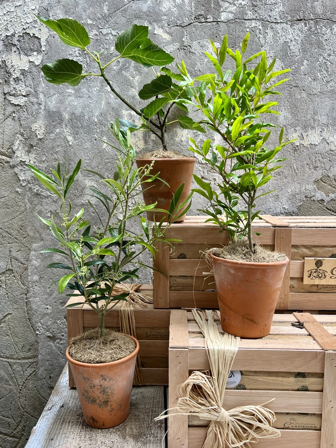 Olive tree, pomegranate tree and fig tree in terracotta pots in front of the Greedy Gardeners wooden gifting crate