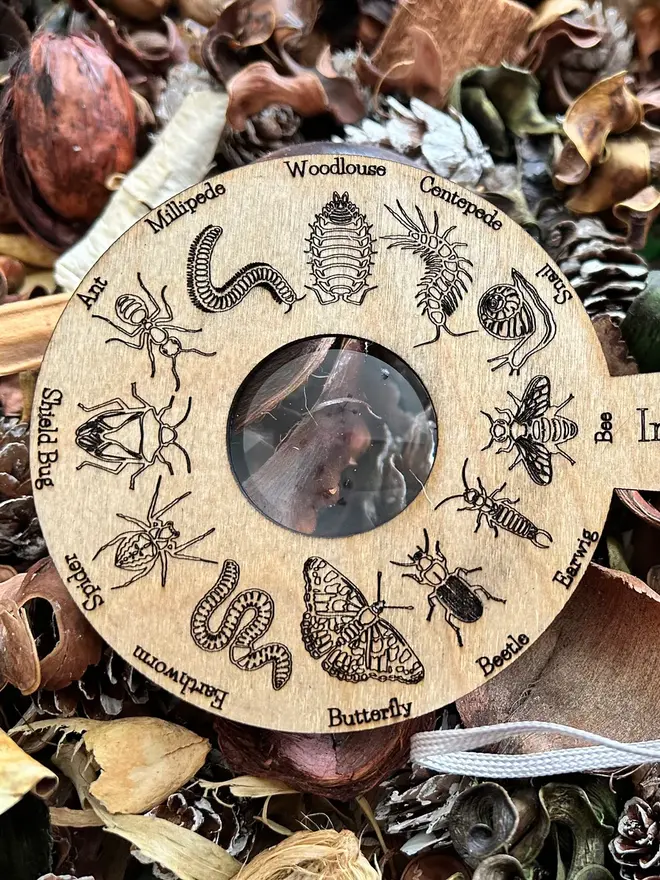  Birch wood bug identification magnifier engraved with detailed bug illustrations, displayed on forest floor materials.