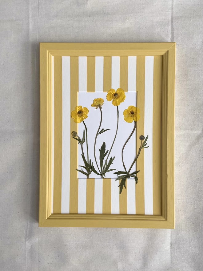yellow buttercup flowers in yellow frame