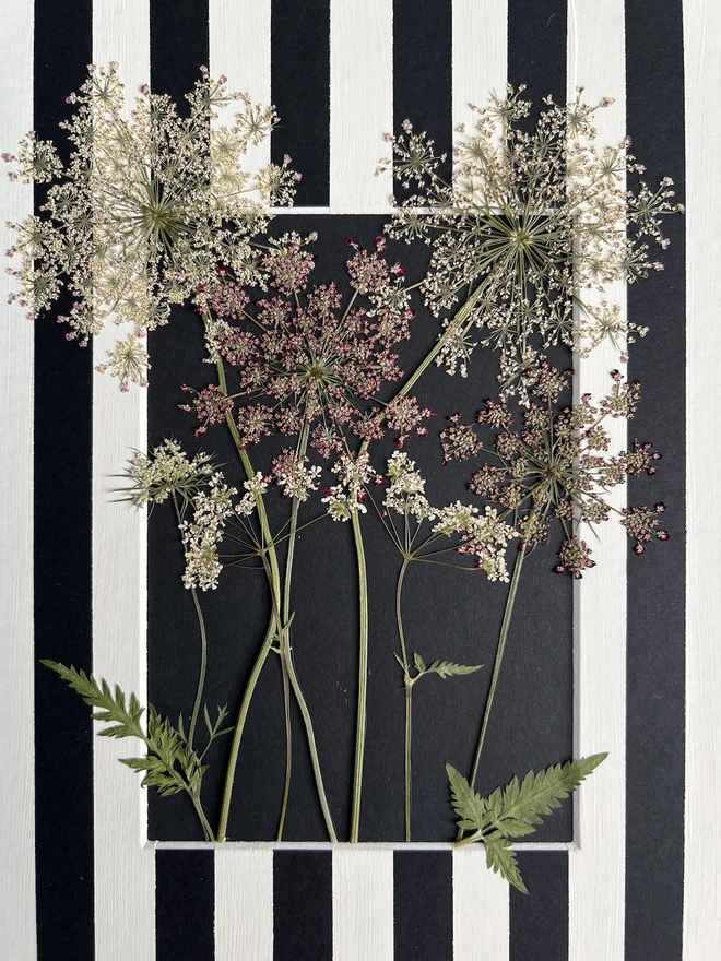 close of of pressed cow parsley