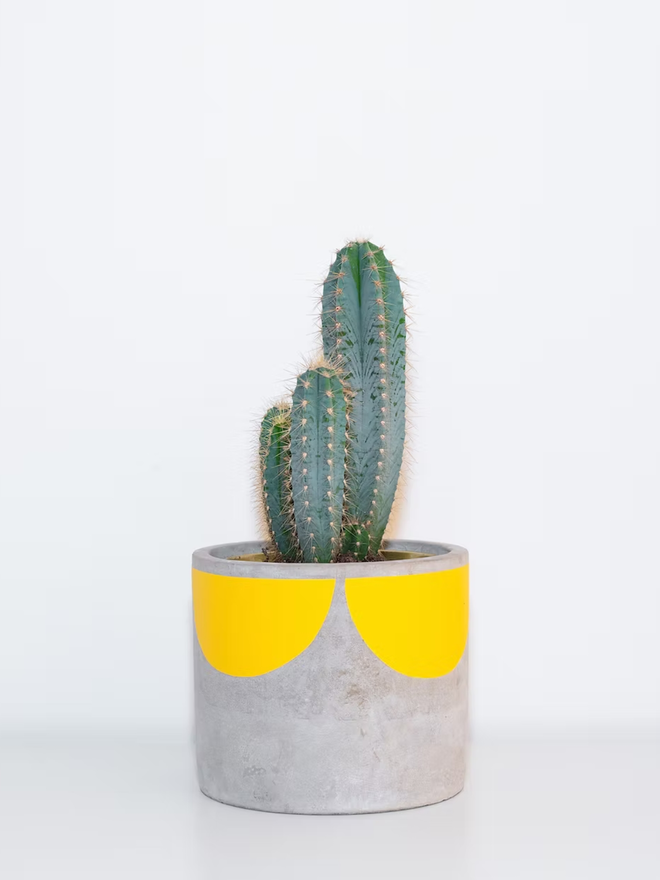 sunny concrete plant pot. a grey plant pot with a yellow half sun pattern painted around the top rim.
