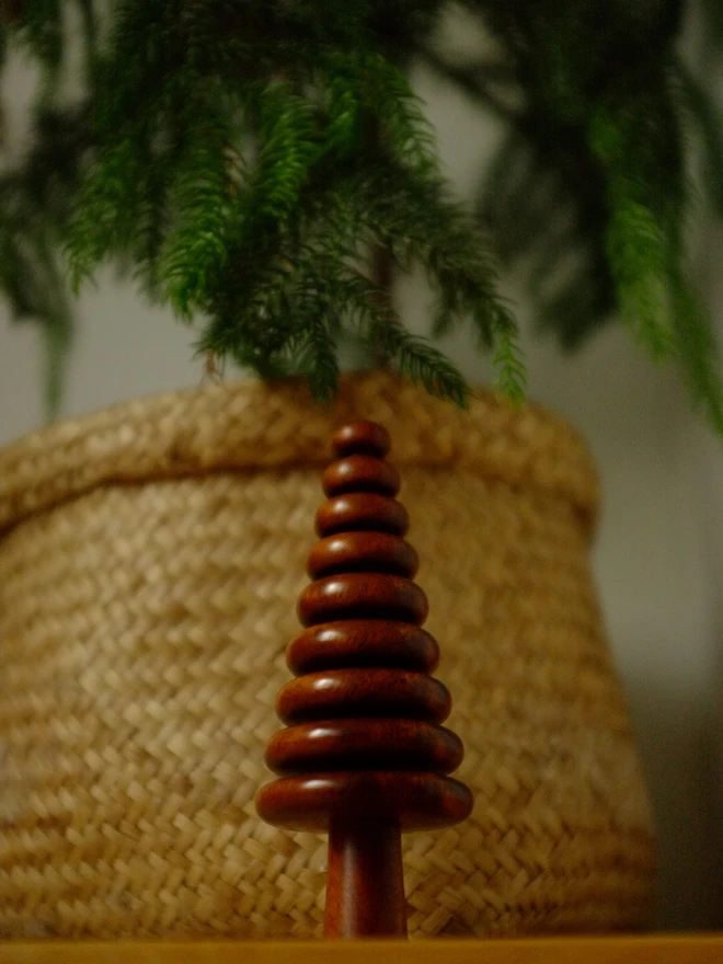 fern