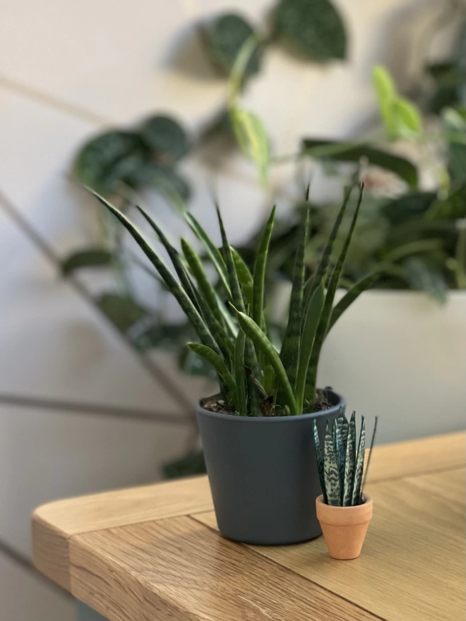 A miniature replica Sanseveria Snake Plant paper plant ornament in a terracotta pot on a desk with a real Snake plant behind it and other real plants in the background