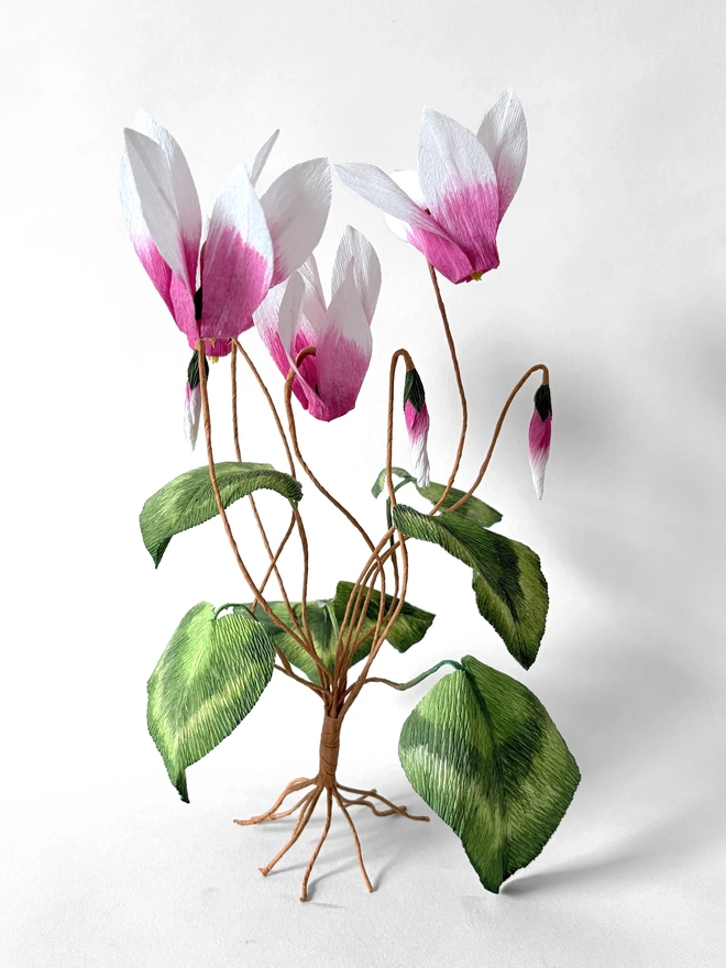 Crepe Paper Cyclamen
